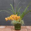 cymbidium – latigo cooksbridge sunset